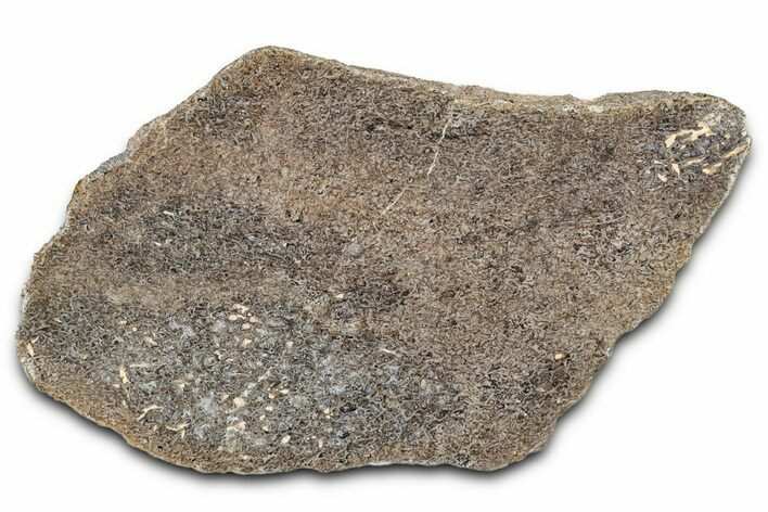 Polished Dinosaur Bone (Gembone) Section - Morocco #349668